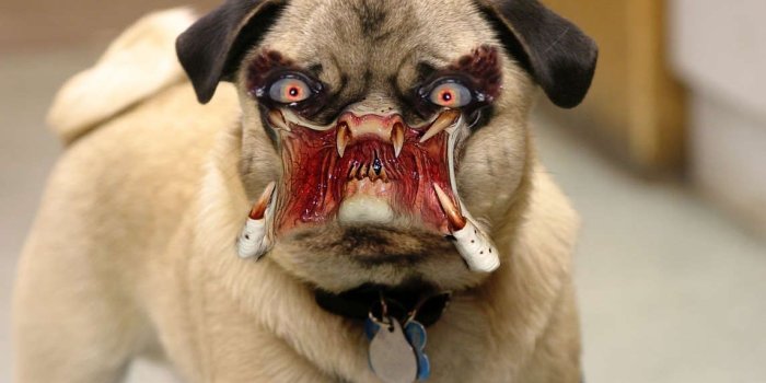 1145x785 Funny And Cute Dog Pictures 22 Background Wallpaper - Funnypicture.org