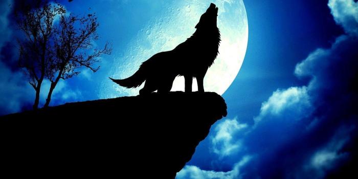 1600x1067 Wolf Howling At The Red Moon Wallpapers