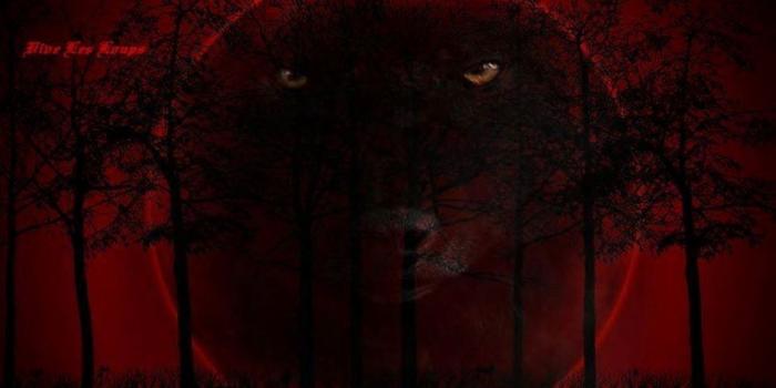 1597x997 50+ Red Spirit Wolf Wallpapers - Download at WallpaperBro