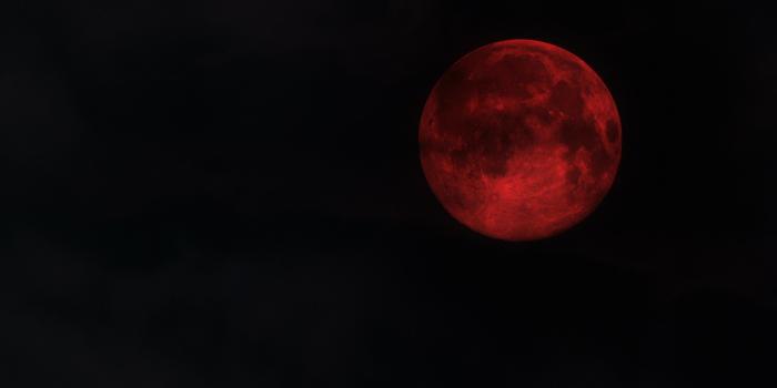 1920x1080 Blood Moon Wolf Wallpapers ✓ The Best HD Wallpaper