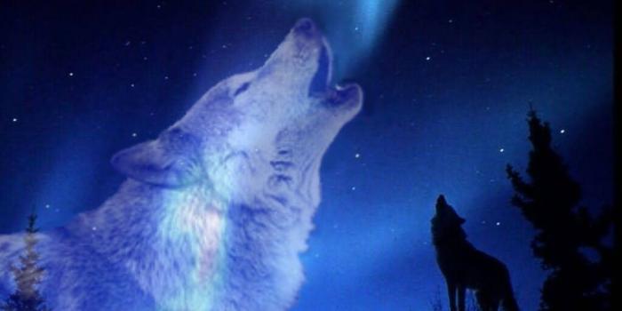 1024x768 Wolf Howling At The Red Moon Wallpaper