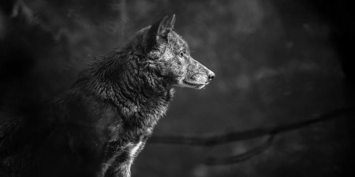 2880x1620 Wolf Howling At The Red Moon Wallpapers