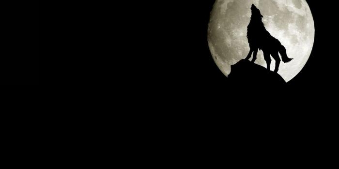 1920x1200 Wolf Moon (#72483) - HD Wallpaper Download
