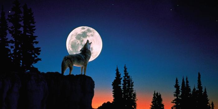 1600x1200 Wallpaper night, wolf, sky, howl, moon desktop wallpaper Â» Animals