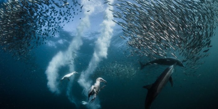 1200x675 2016 National Geographic Nature Photographer of the Year | National