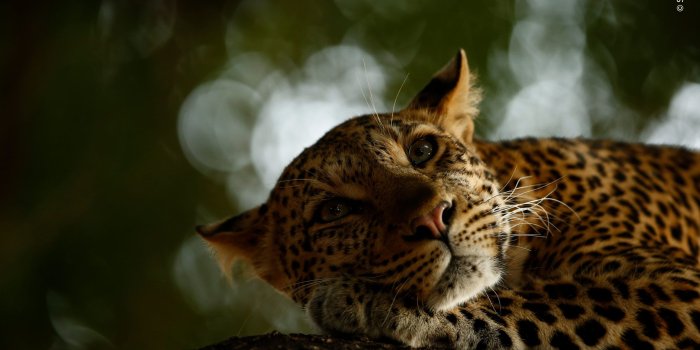 2560x1707 Grand title winners / Online gallery 2018 | Wildlife Photographer of