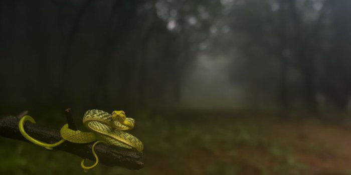 1200x675 2016 National Geographic Nature Photographer of the Year | National