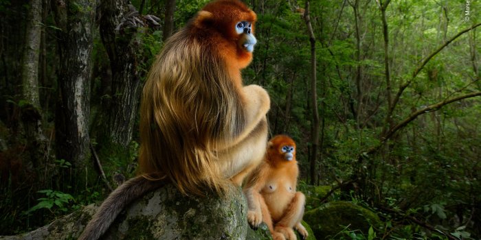 2560x1708 Grand title winners / Online gallery 2018 | Wildlife Photographer of