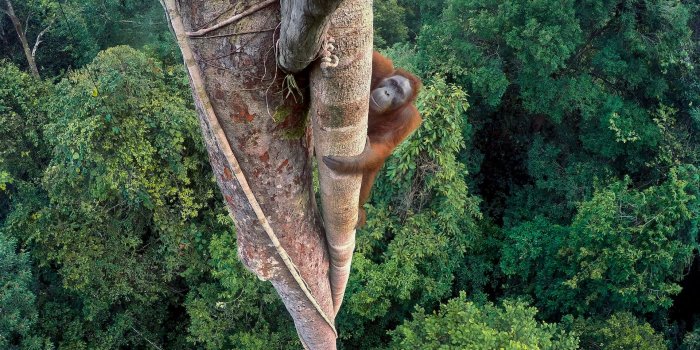 1920x1440 Striking Orangutan Image Wins Wildlife Photographer of the Year
