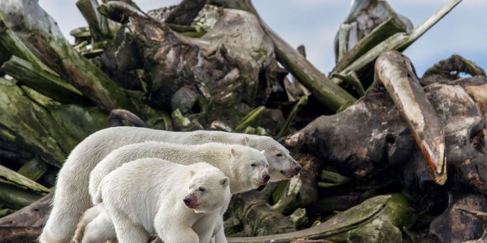 2000x1334 Winners of the 2019 BigPicture Natural World Photography Competition