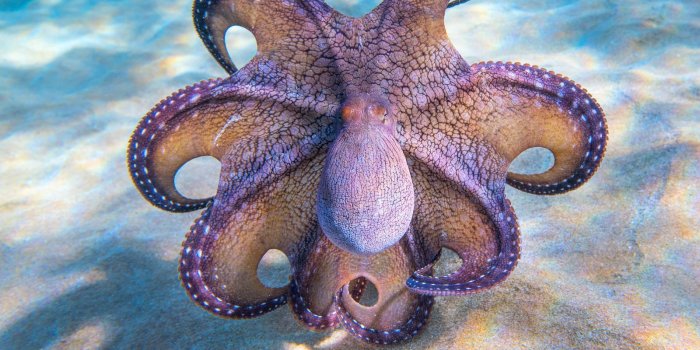 1600x1200 Report Winners Announced! 2017 National Geographic Nature