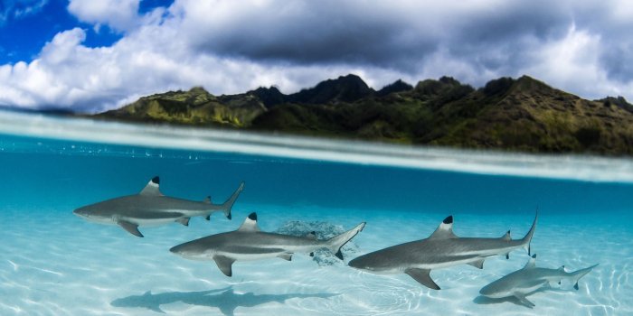 1600x1200 Report Winners Announced! 2017 National Geographic Nature