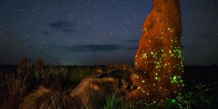 2048x1536 Wildlife photographer of the year entry winner disqualified after