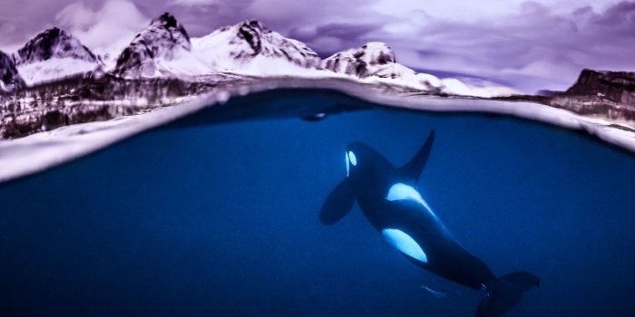 2000x1333 Winners of the 2018 Underwater Photographer of the Year Contest