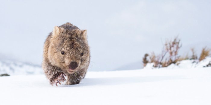 1024x768 Nature Photographer of the Year - Australian Geographic