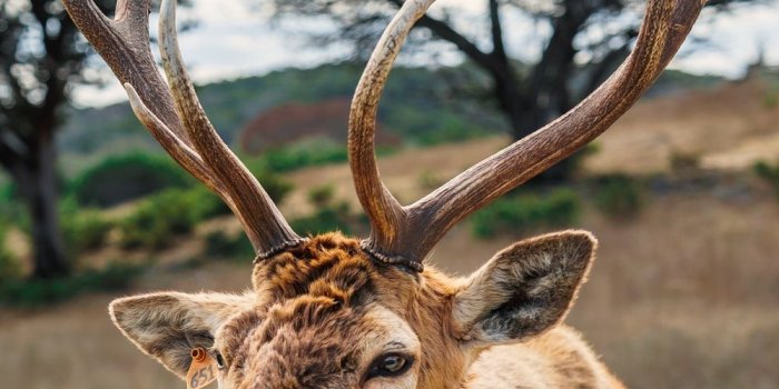 1000x1778 100+ Wildlife Pictures | Download Free Images on Unsplash