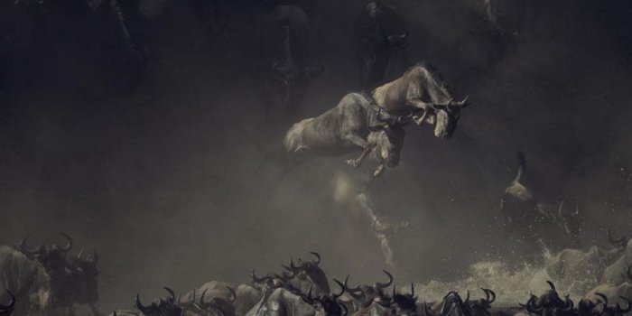 1024x768 National Geographic Nature Photographer of the Year contest winners