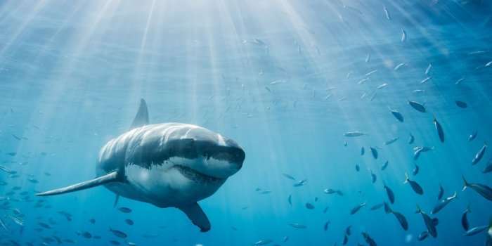 1600x1200 Report Winners Announced! 2017 National Geographic Nature