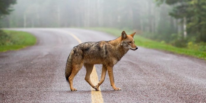 1200x900 Announcing the winners of the 2018 Canadian Wildlife Photography of