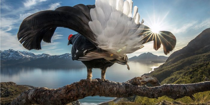 2200x1462 BigPicture: Natural World Photography | California Academy of Sciences