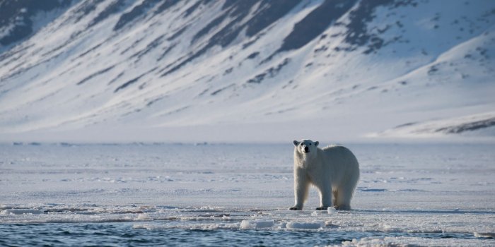 1920x1080 Svalbard 2017 Trip Photos - Natural World Safaris