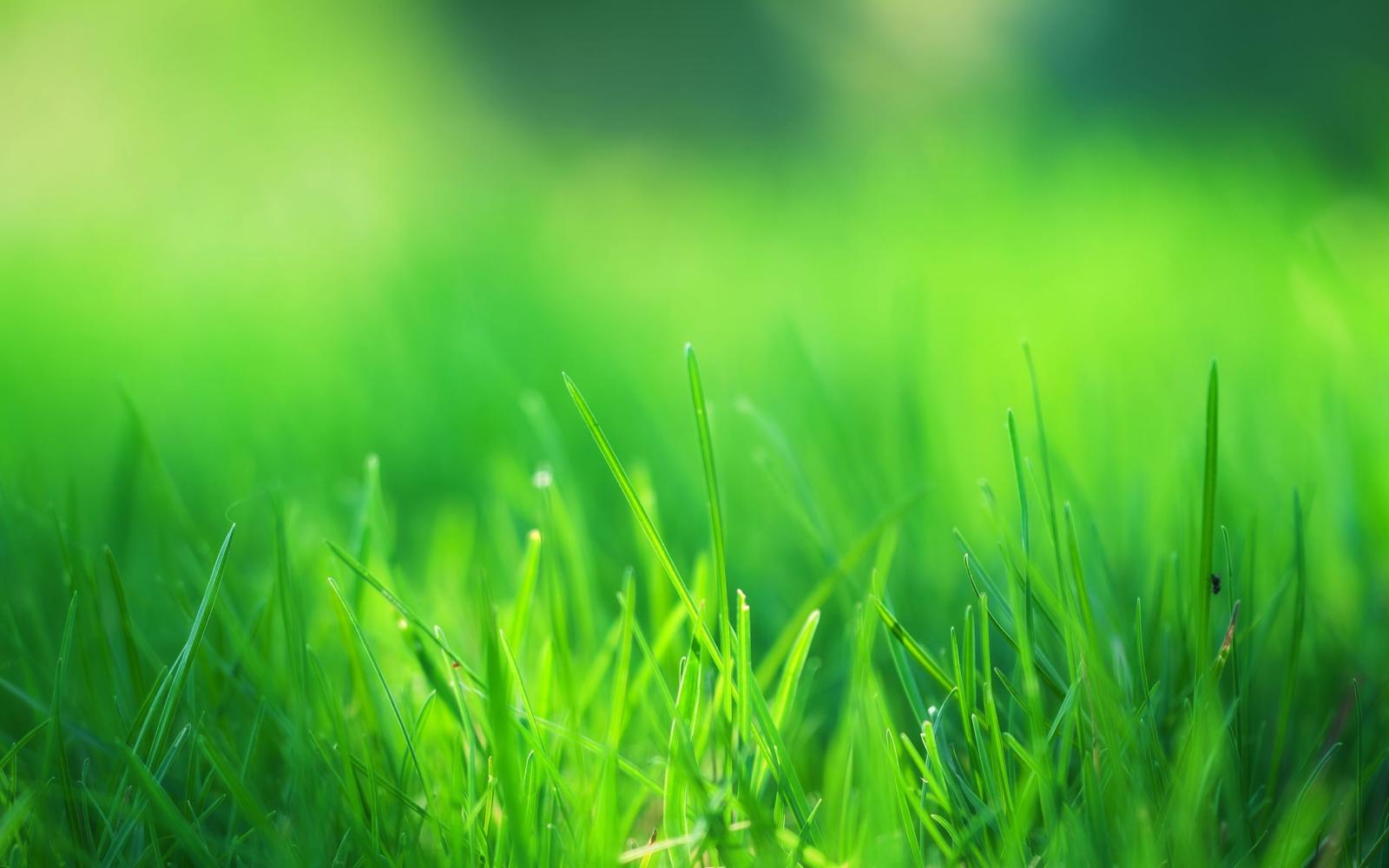 2560x1600 Green Grass Field Wallpapers | HD Wallpapers | Epic Car Wallpapers