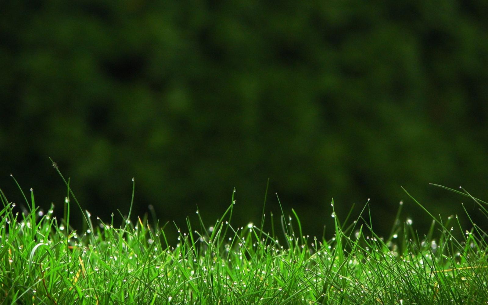 2560x1600 WallpaperMISC - Green grass HD Wallpaper 13 - 2560 X 1600 Free TOP