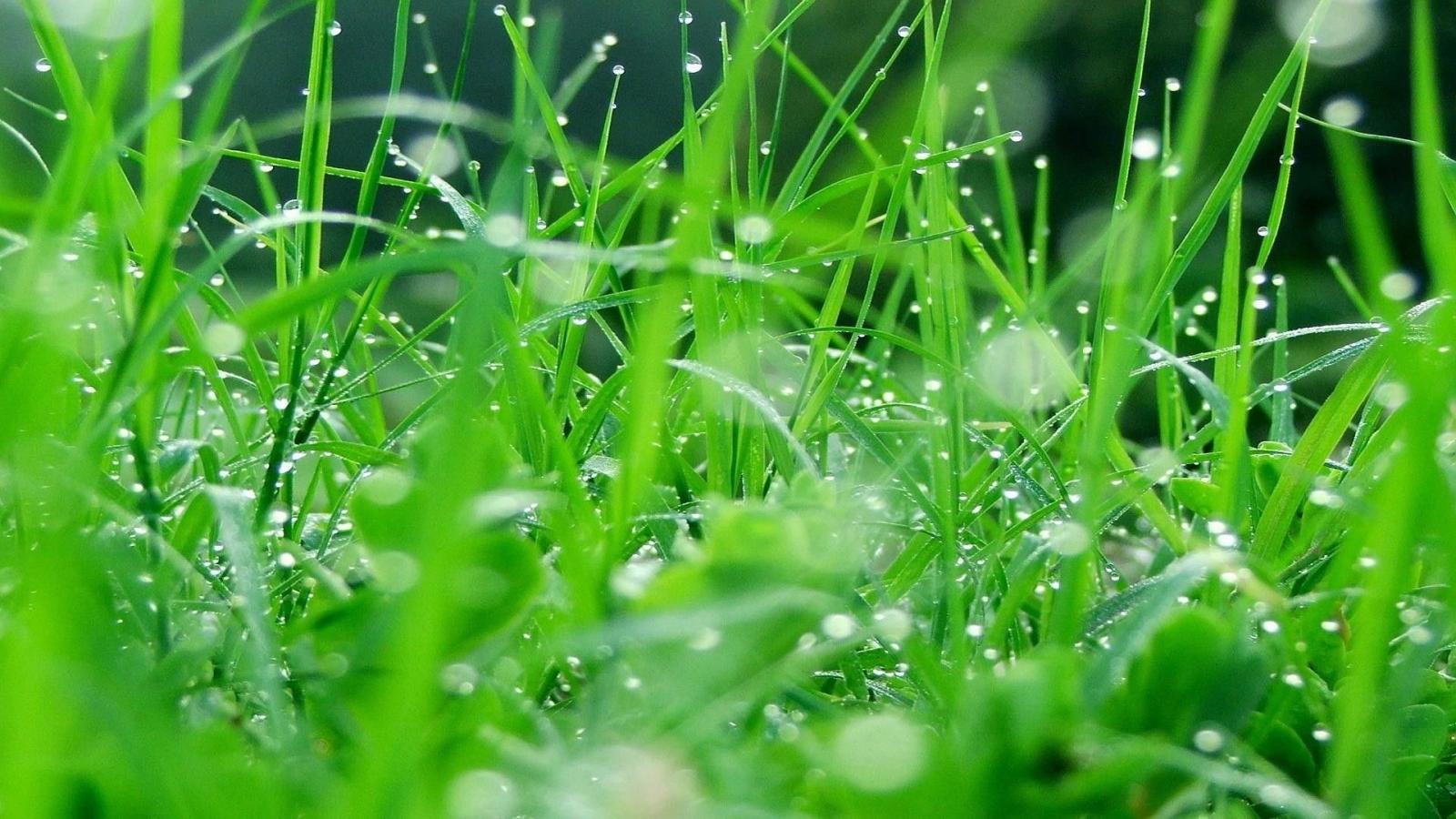 1920x1080 HD Grass Wallpaper (76+ images)