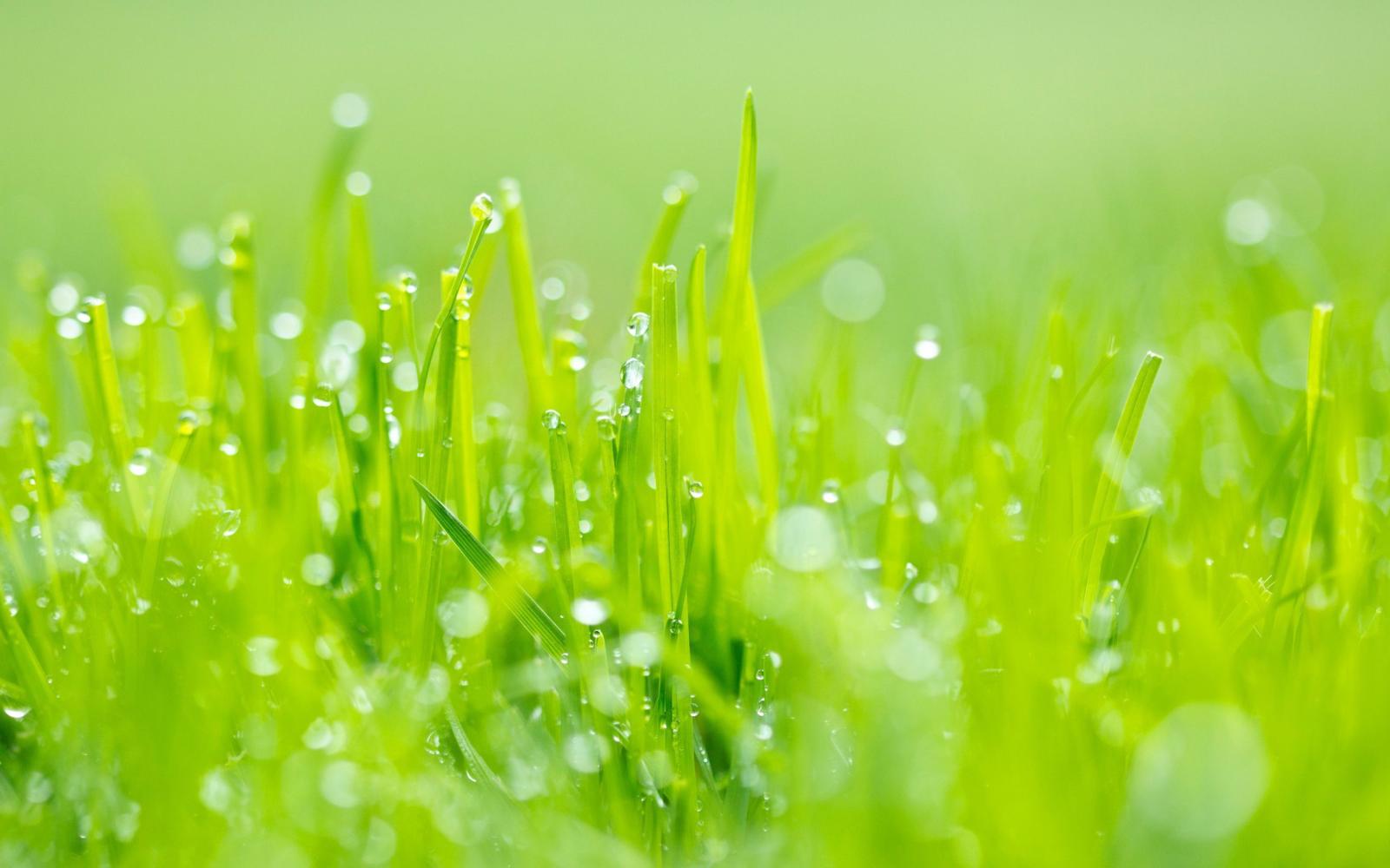 2560x1600 Lovely Grass Wallpaper Hd Wallpapers | Color | Green grass, Cool