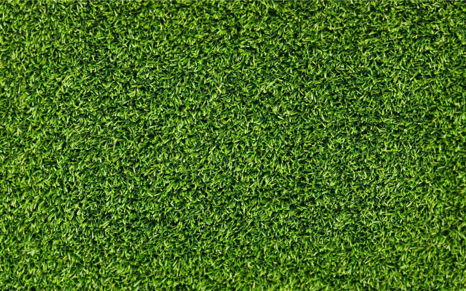 1920x1200 HD Grass Wallpaper (76+ images)