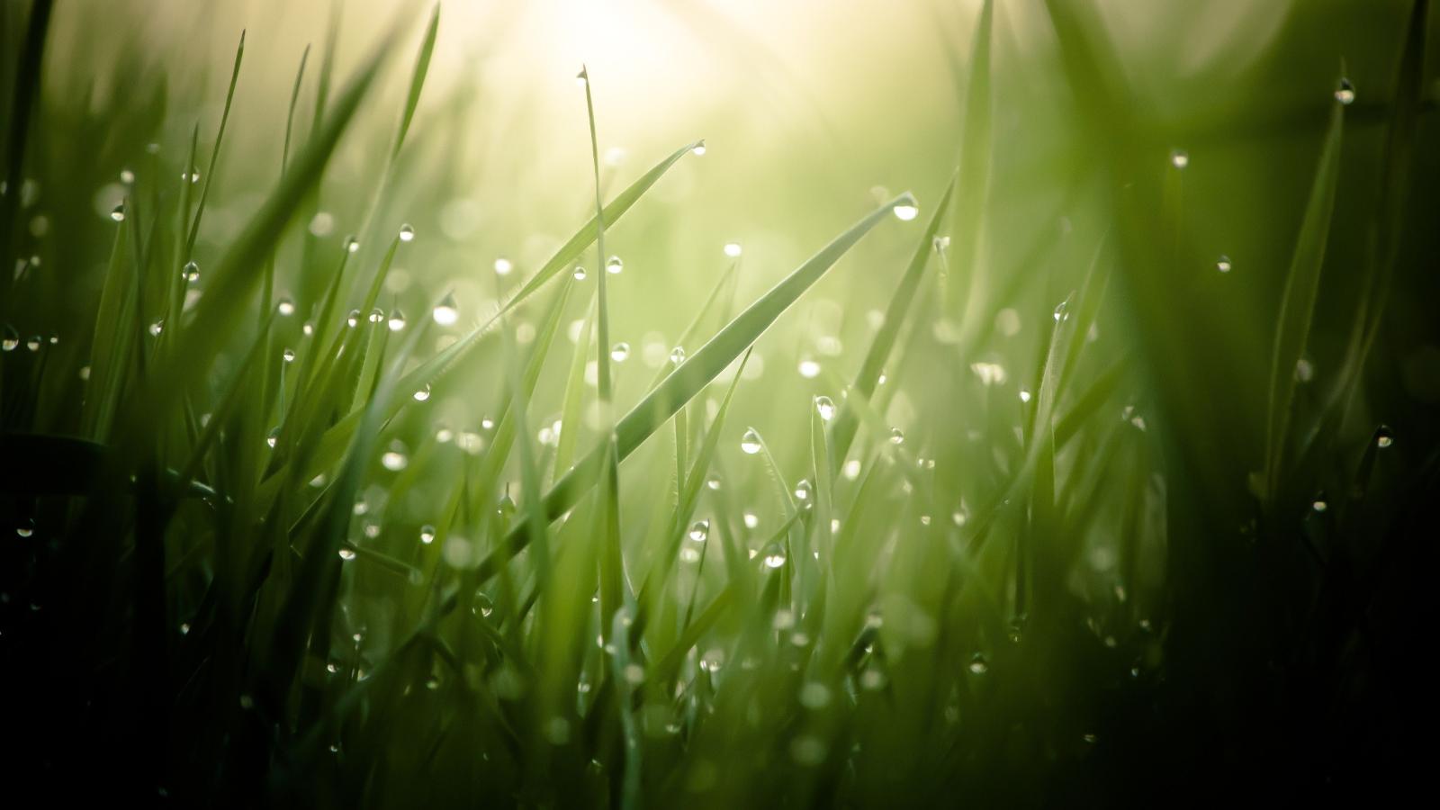 3840x2160 Grass 4k HD wallpaper green drops dew sun rays #26146 | The Coolest