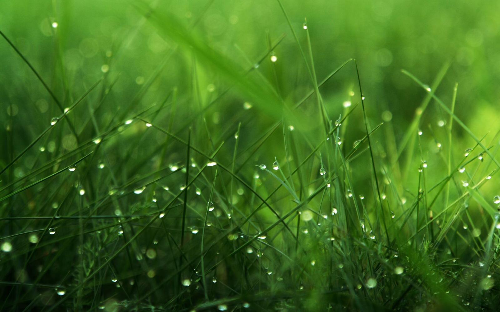 1920x1200 47+] Grass Wallpaper on WallpaperSafari