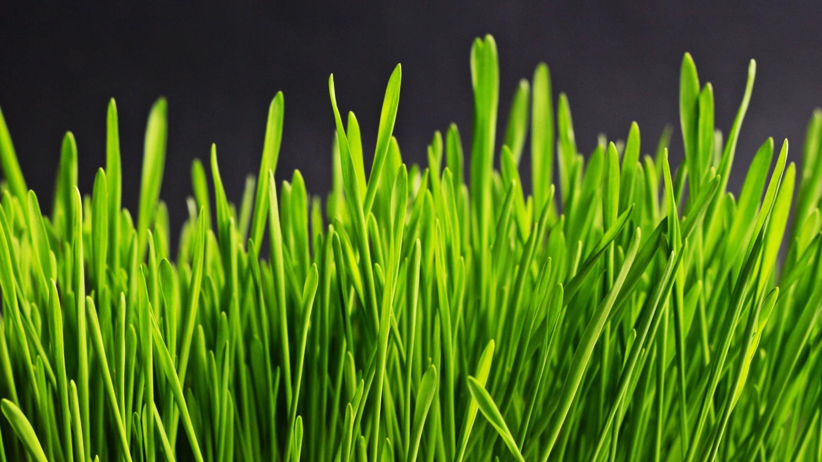 3840x2160 Green Grass Wallpaper - iPhone, Android & Desktop Backgrounds