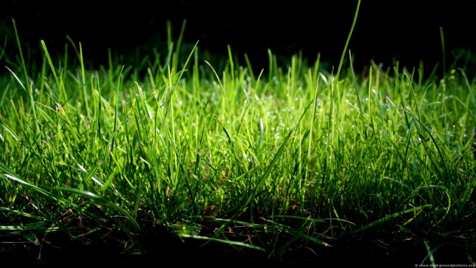 1920x1080 Lawn After Care Service - Grass Black Background Hd (#323352) - HD