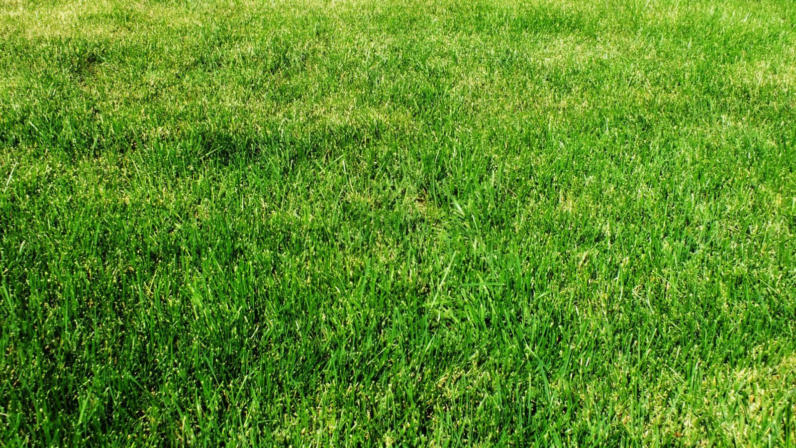 1920x1080 47+] Grass Wallpaper on WallpaperSafari