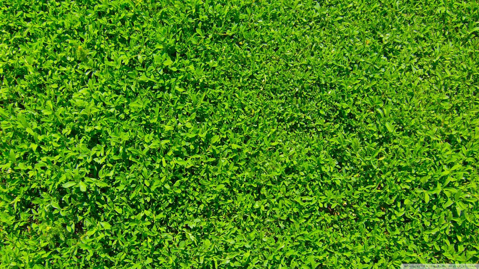 2400x1350 Green Grass Wallpaper (87+ images in Collection) Page 1