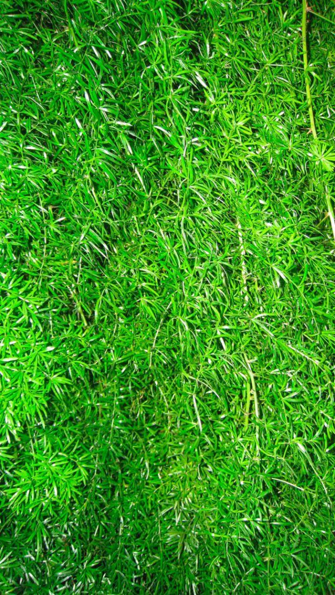 672x1192 Serotonin Cowboy on Pimp my phone in 2019 | Iphone wallpaper