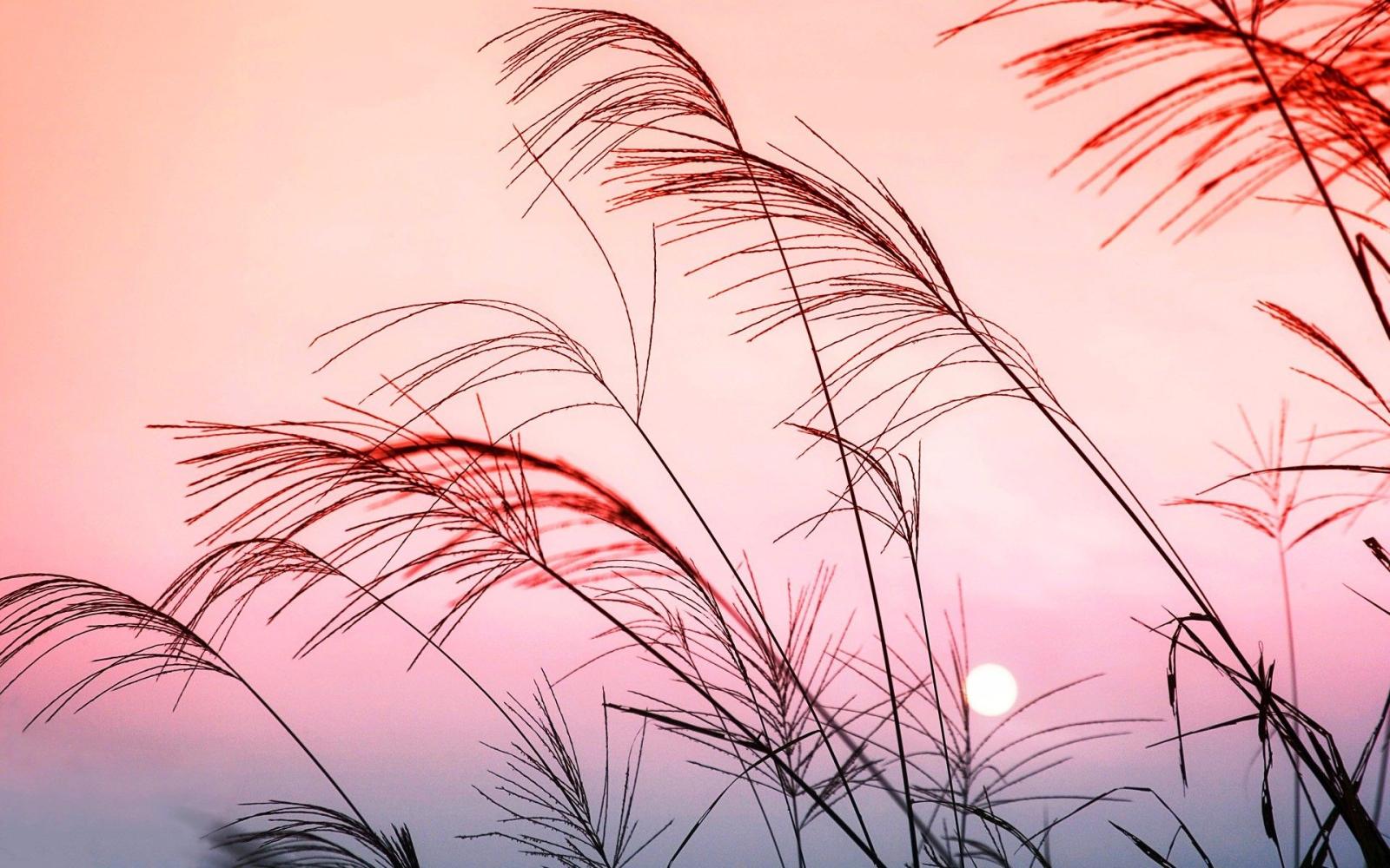 1920x1200 Grass Hd Wallpaper - Pastel Desktop Background Hd Free Wallpaper