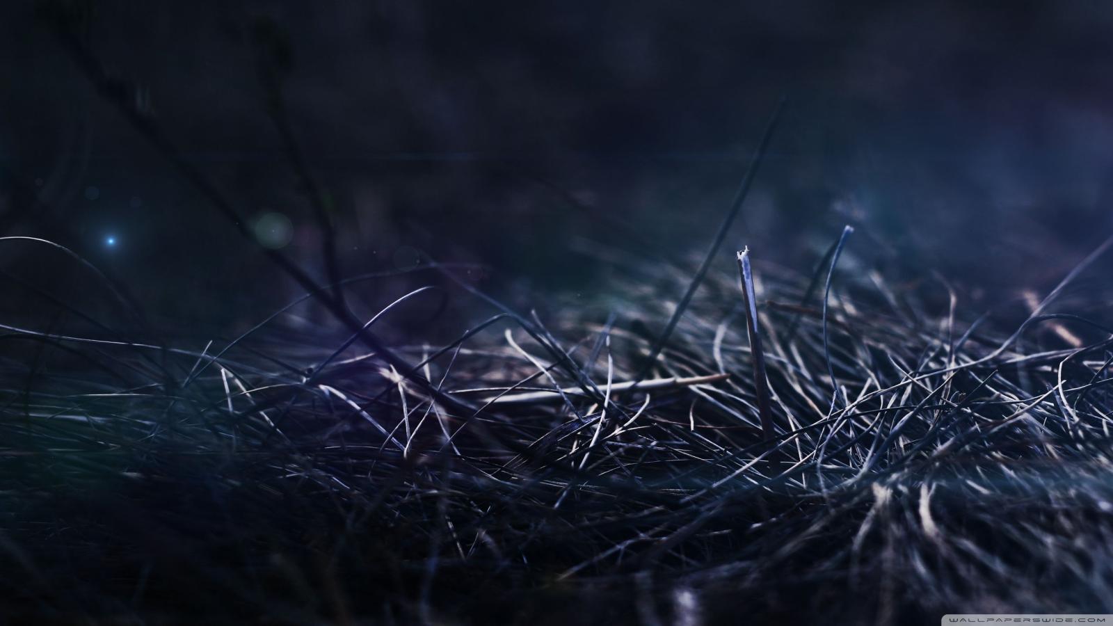 2560x1440 Grass At Night ❤ 4K HD Desktop Wallpaper for 4K Ultra HD TV • Dual