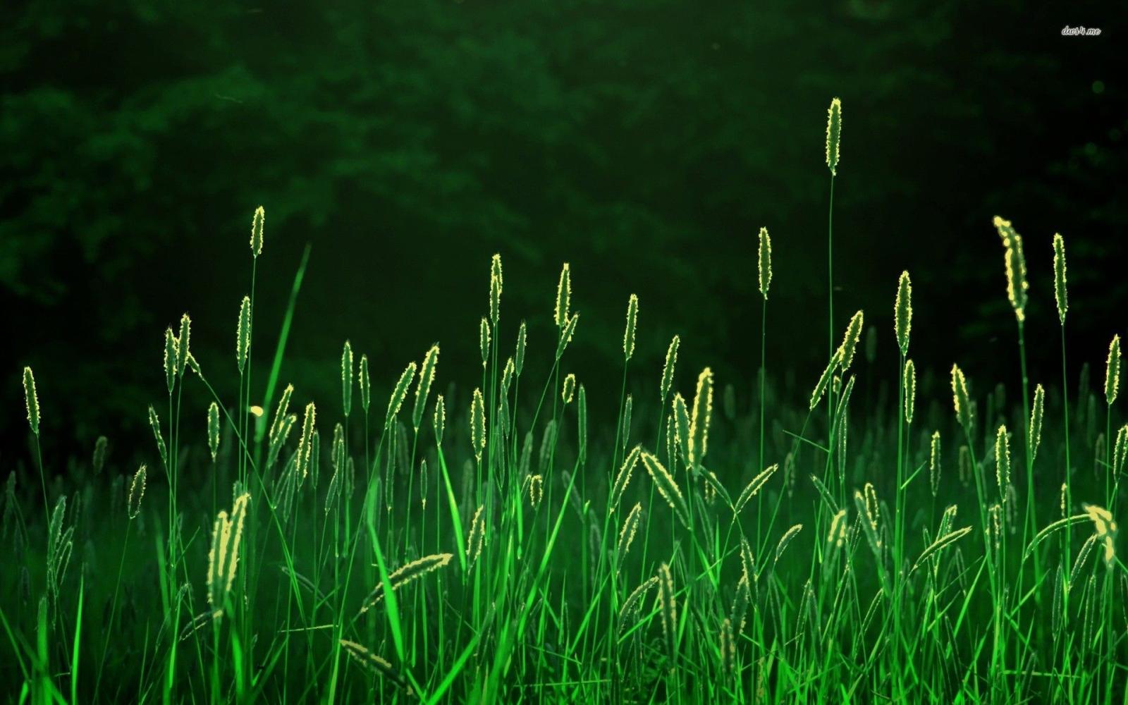1920x1200 Green Grass Wallpaper (87+ images in Collection) Page 1