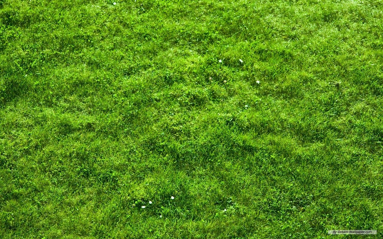1280x800 47+] Grass Wallpaper on WallpaperSafari