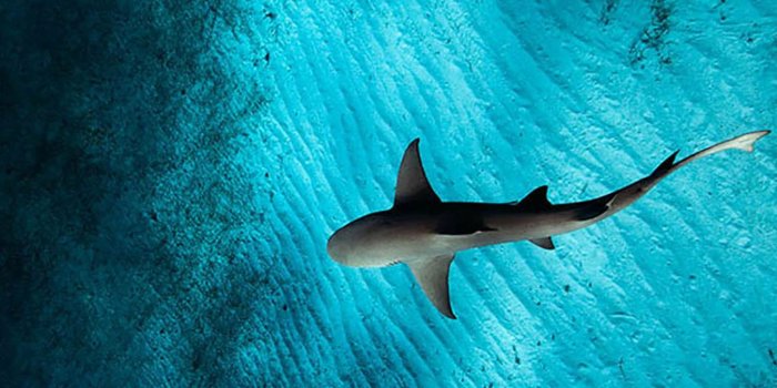 1350x2400 Iphone Shark Wallpapers (103+ images in Collection) Page 1
