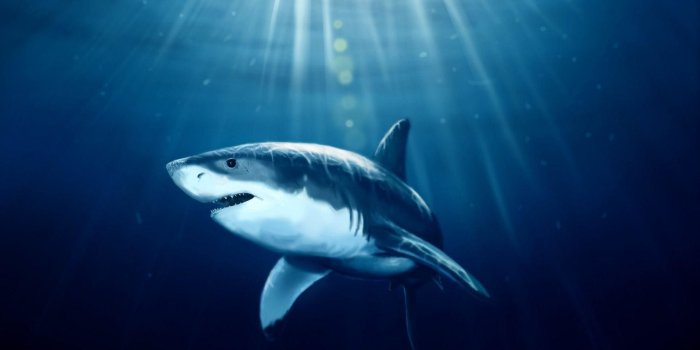 1920x1200 Sharks Wallpapers (70+ pictures)