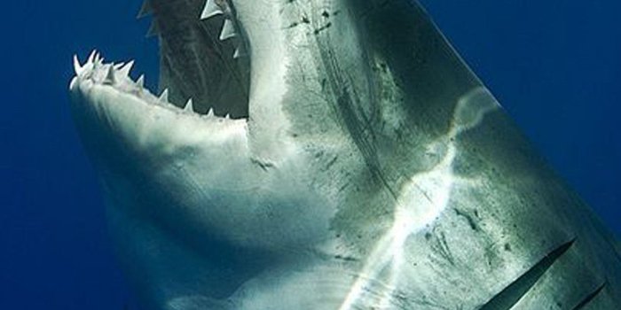1080x1920 Shark Wallpapers For Iphone | Wallpapersimages.org