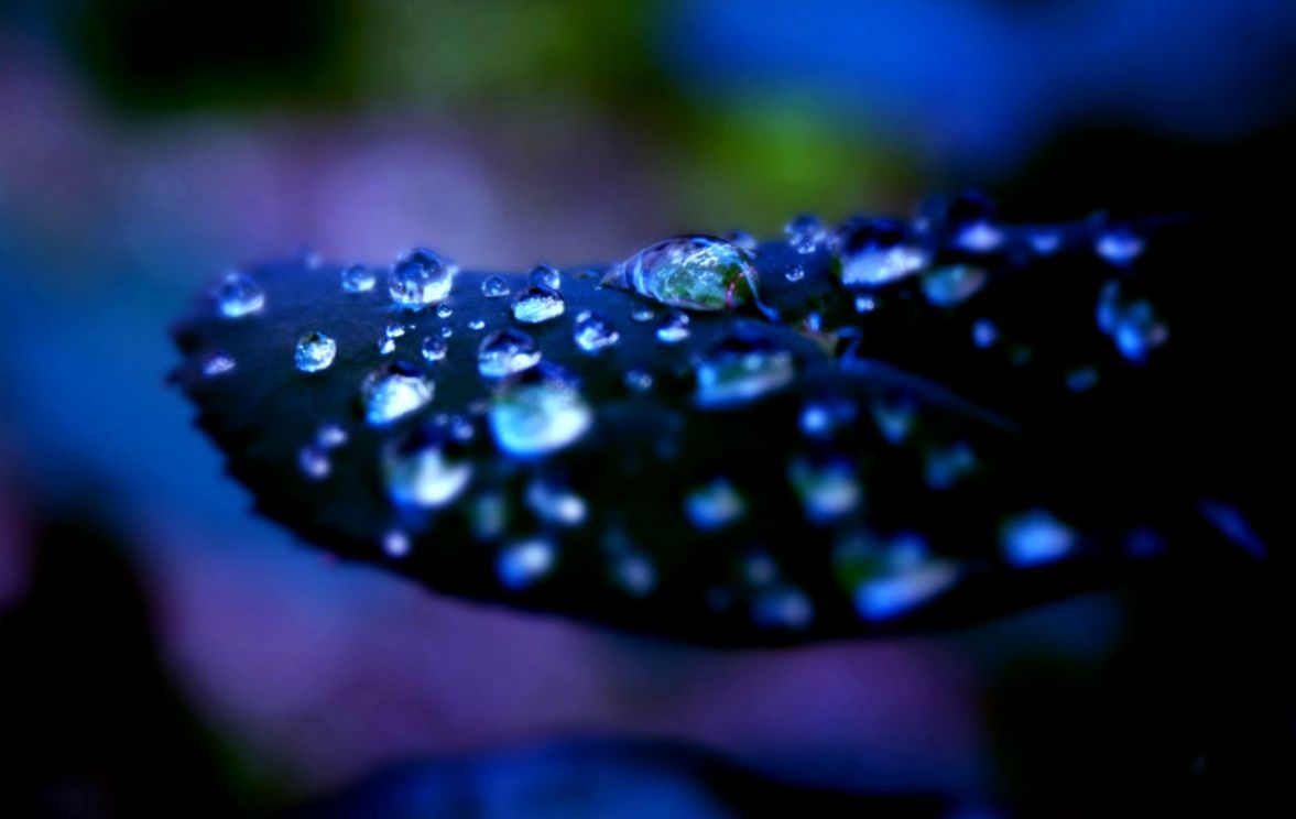 1177x744 Photography Plants Rain Drops Dew Aesthetic Hd Wallpapers | Info