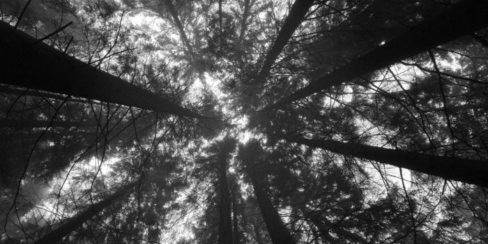 1440x900 Forest Perspective Black and White | WallpapersWebs | Black&White in