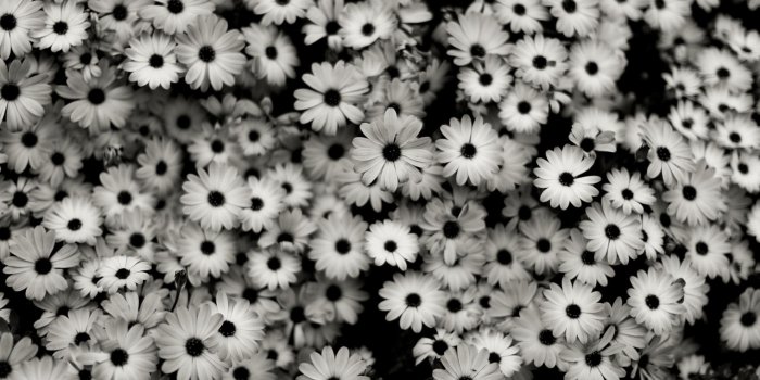 2560x1440 Irene Agredado on wallpaper in 2019 | White wallpaper