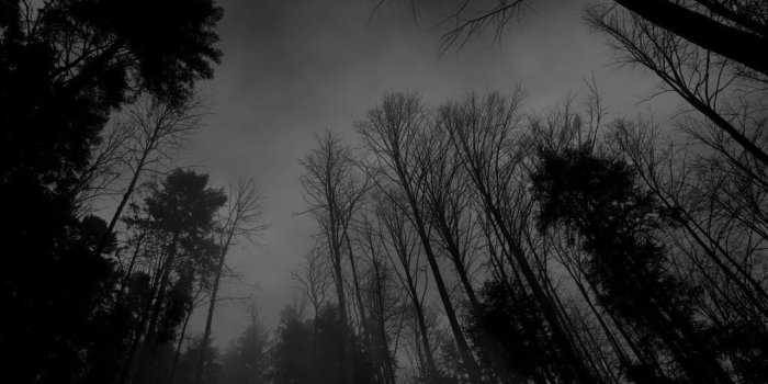 1280x800 beautiful upward view | halloween- black as night in 2019