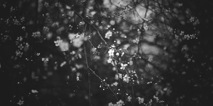 1920x1080 Black and white nature backgrounds Gallery