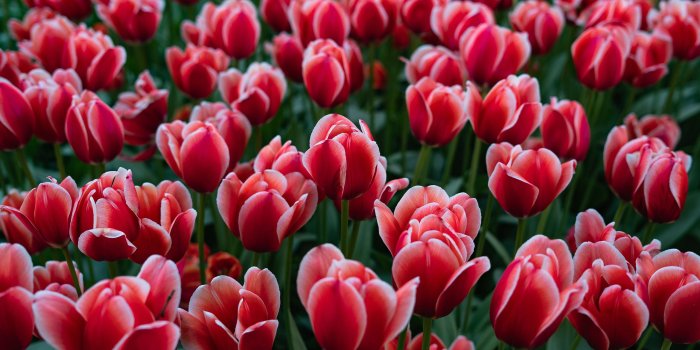 2560x1600 Wallpaper Backgrounds: Free HD Wallpapers for Mac and PC | I Like To